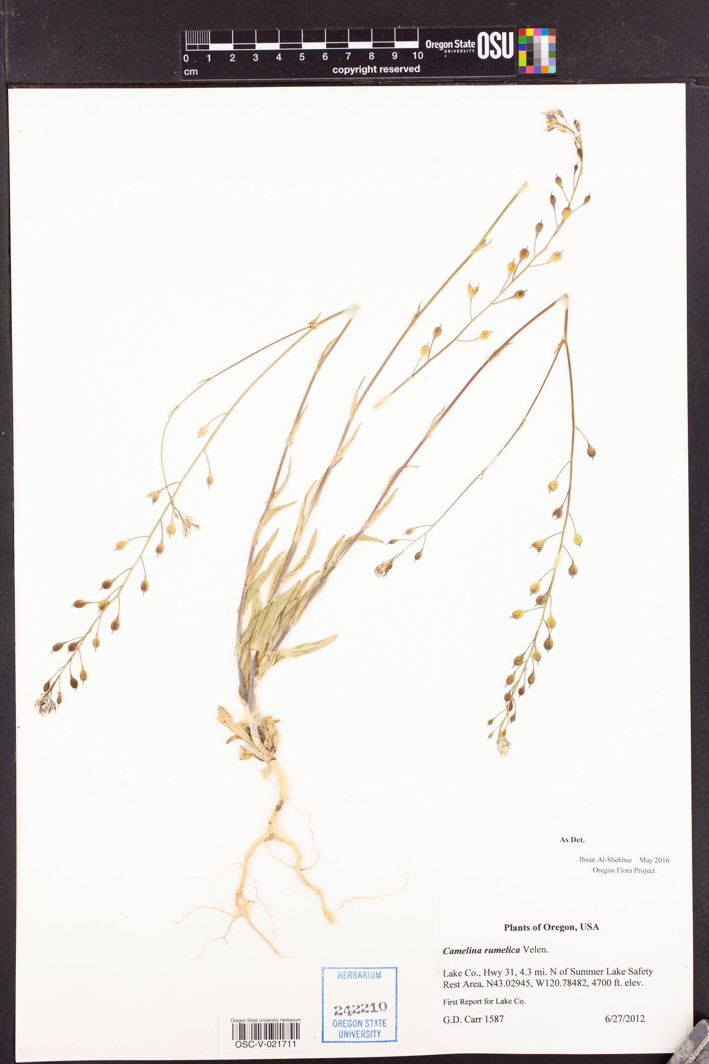 Camelina rumelica image