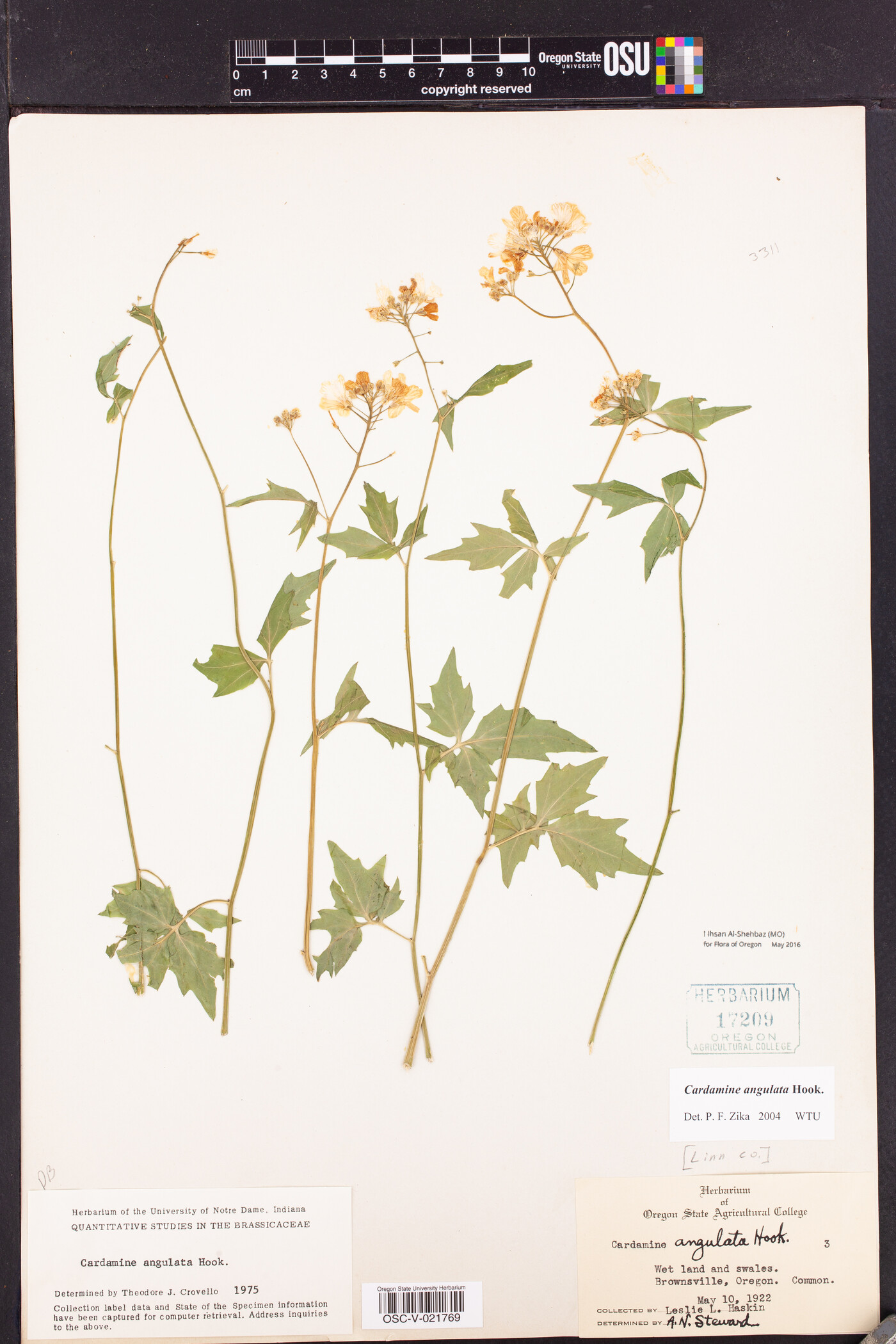 Cardamine angulata image