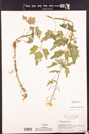 Cardamine angulata image