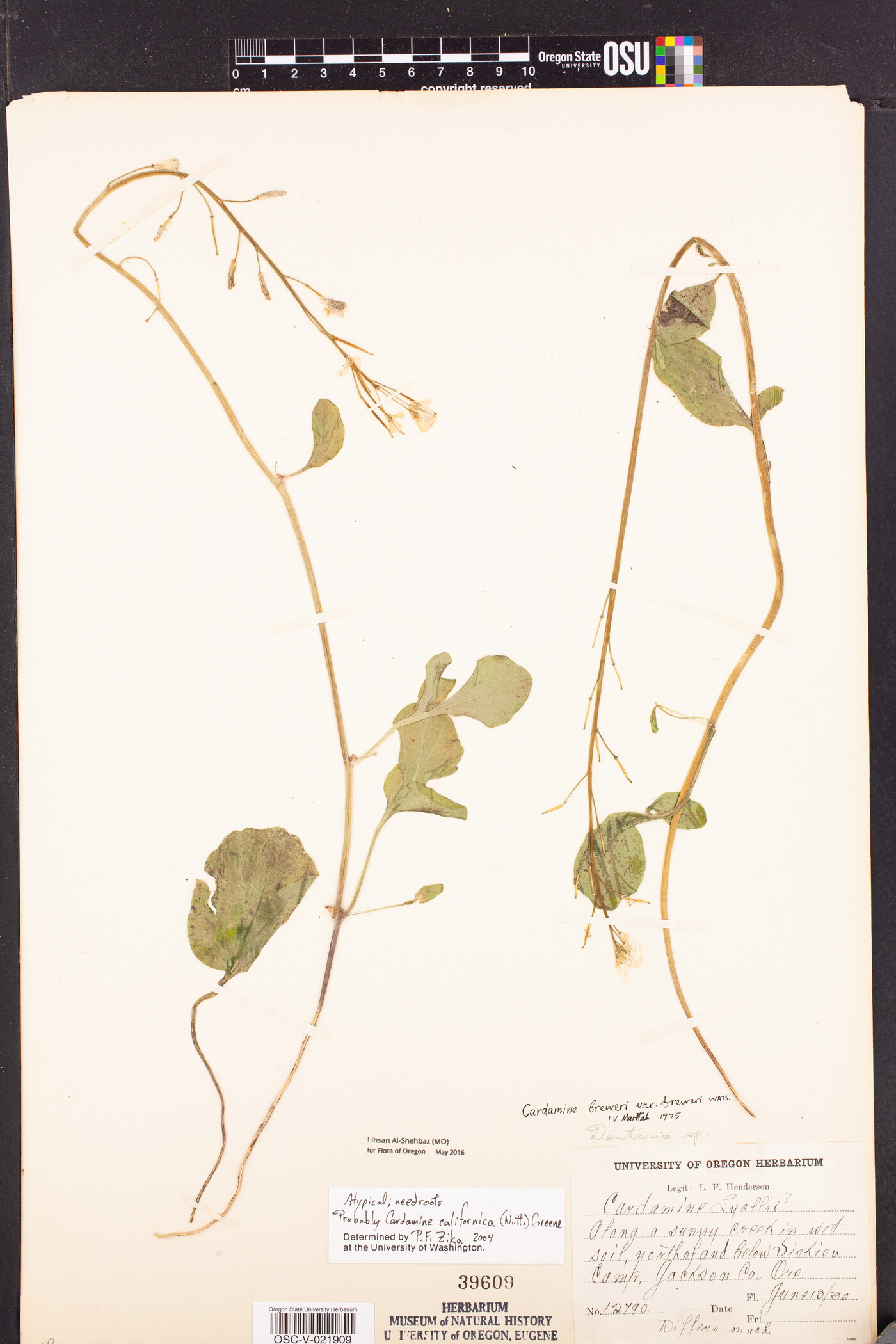 Cardamine californica image