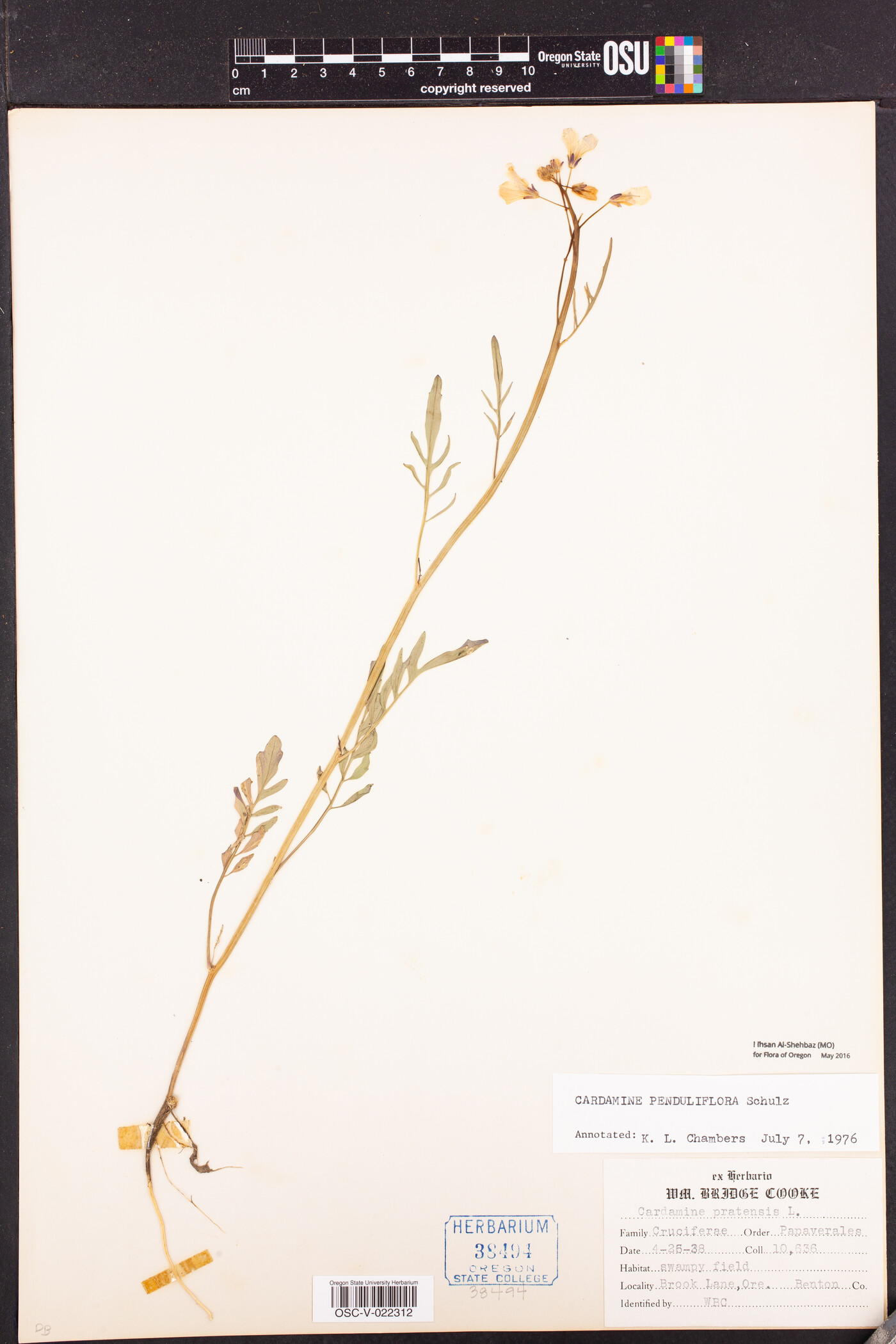 Cardamine penduliflora image