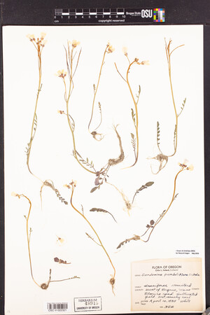 Cardamine penduliflora image