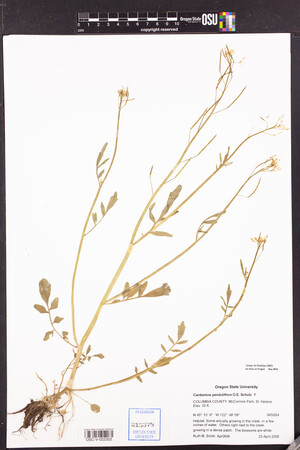 Cardamine penduliflora image