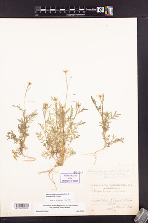 Descurainia longipedicellata image