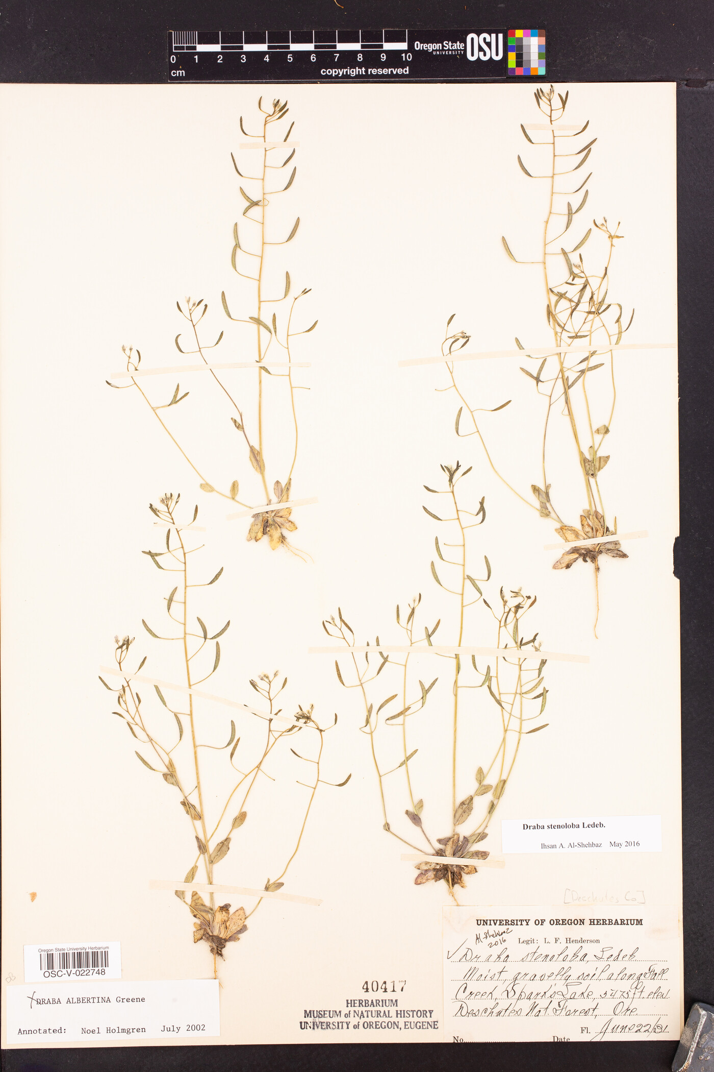 Draba stenoloba image