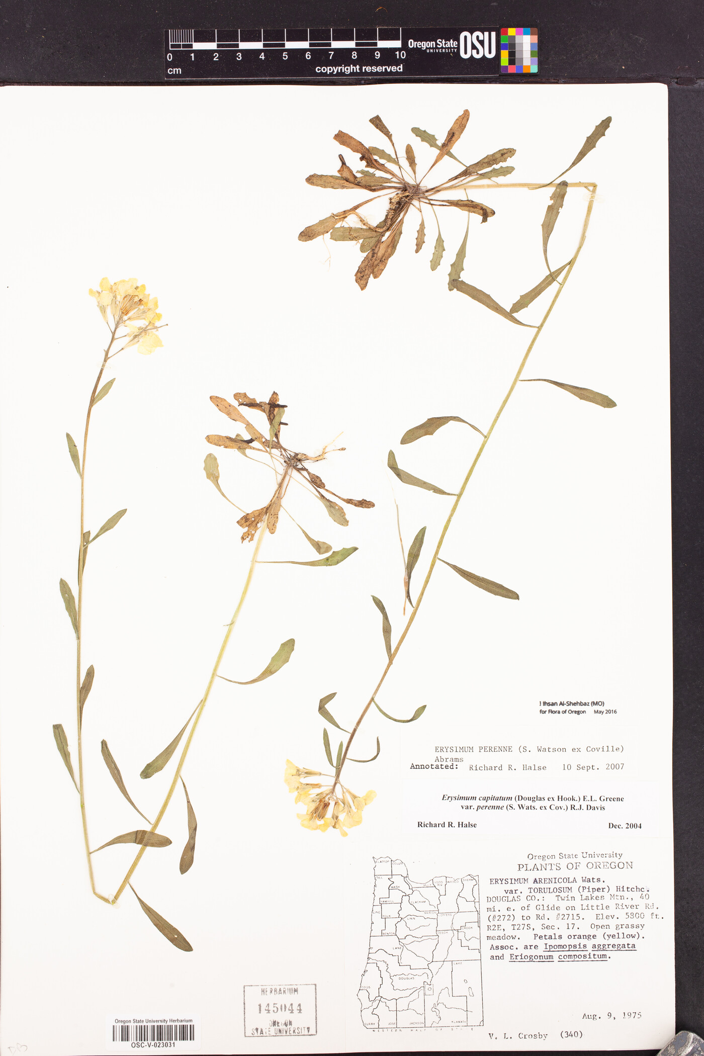 Erysimum perenne image