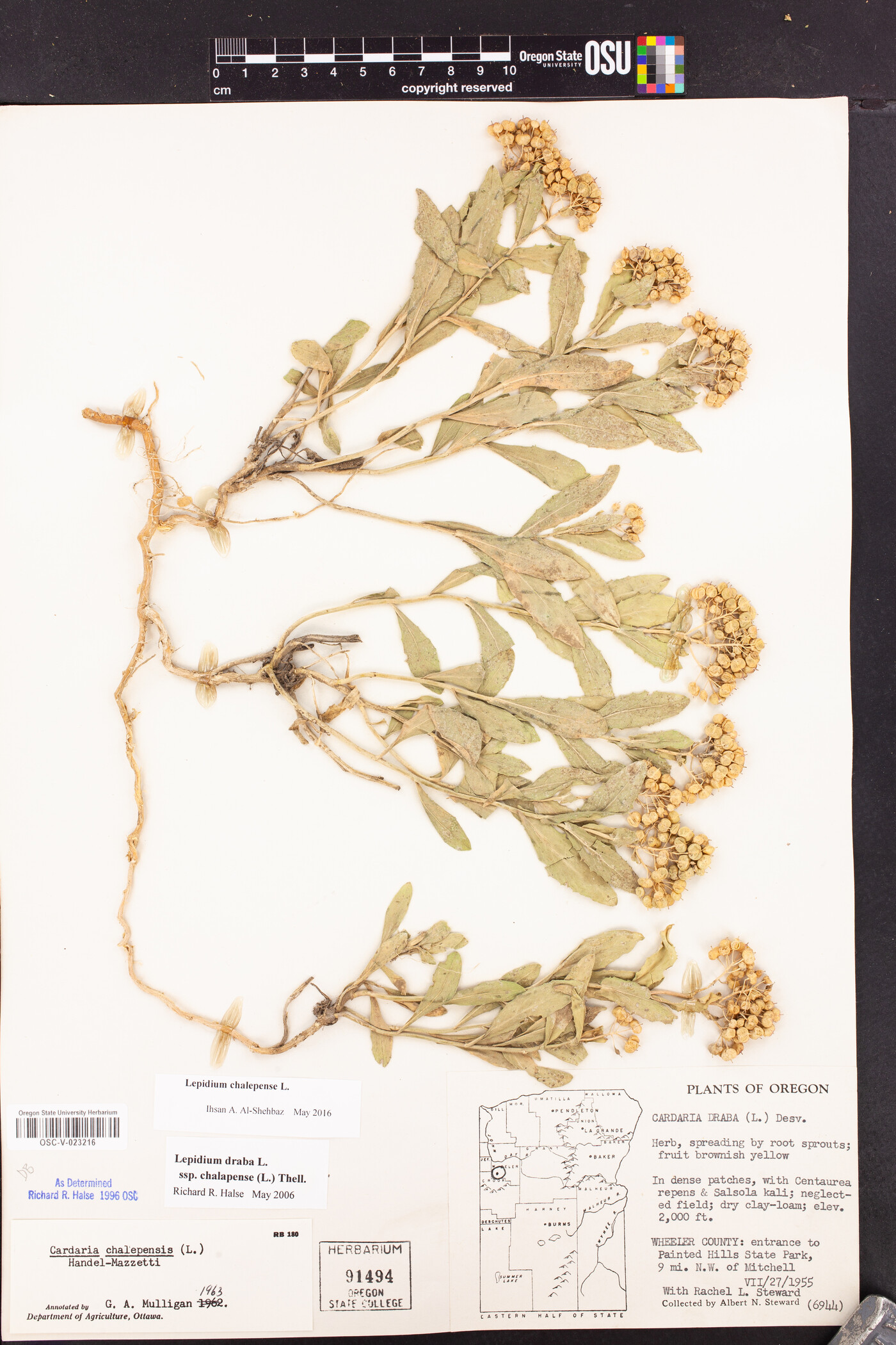 Lepidium chalepense image