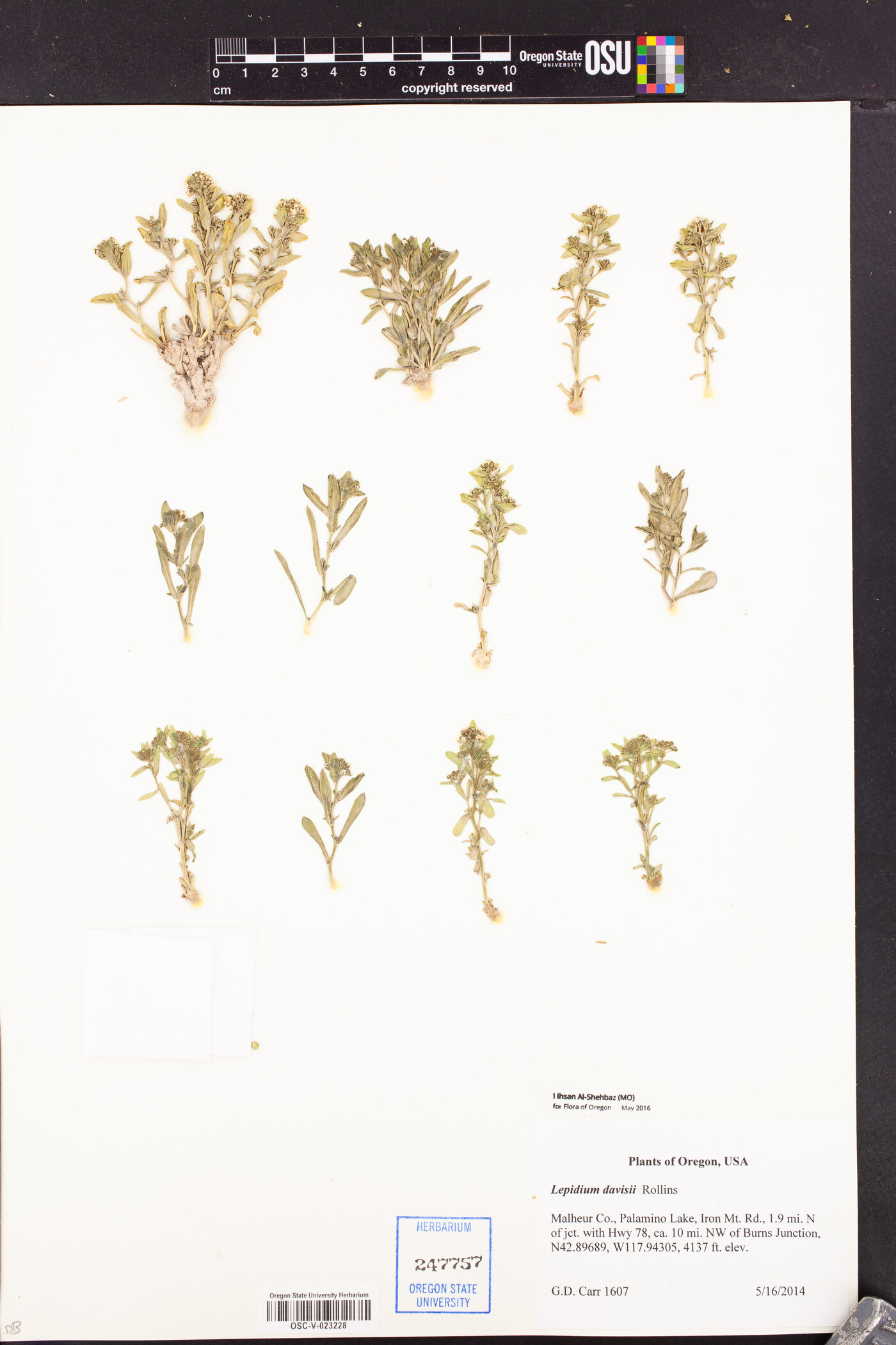 Lepidium davisii image