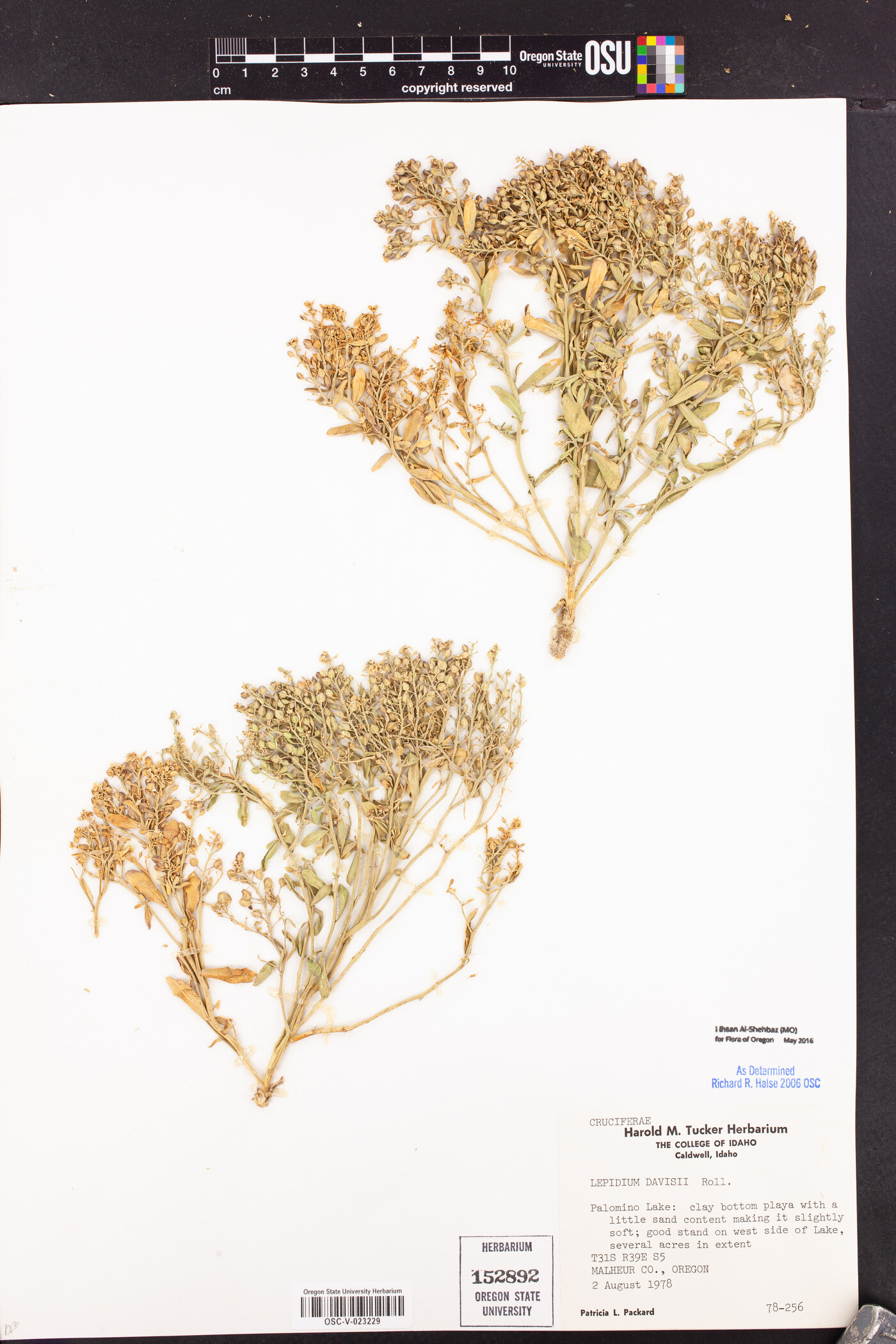 Lepidium davisii image