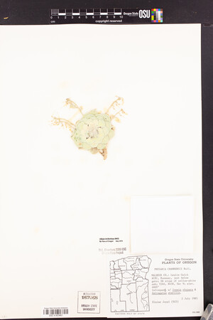 Physaria chambersii image