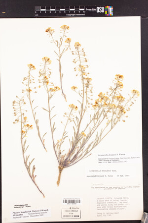 Physaria douglasii image