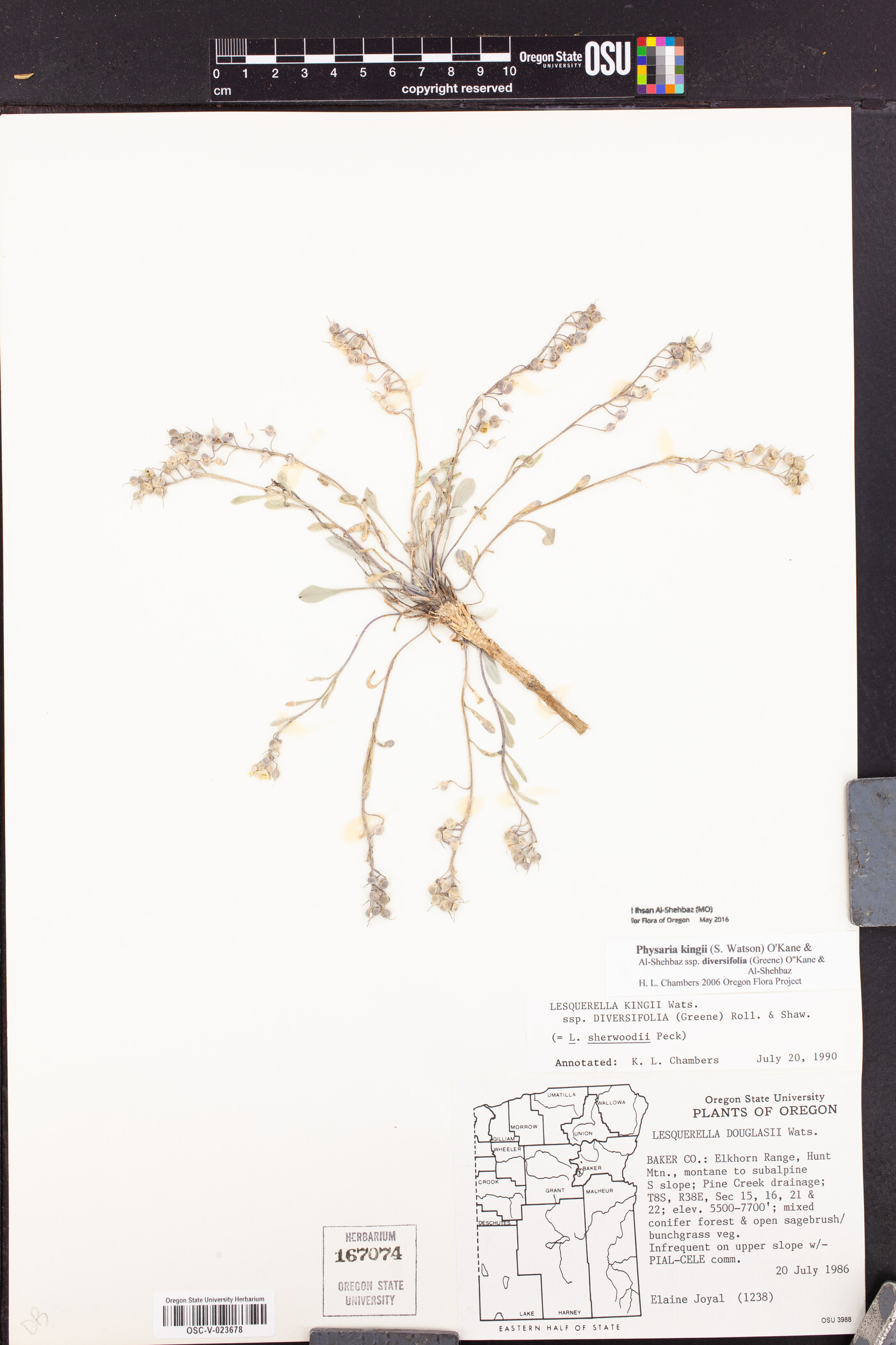 Physaria kingii subsp. diversifolia image
