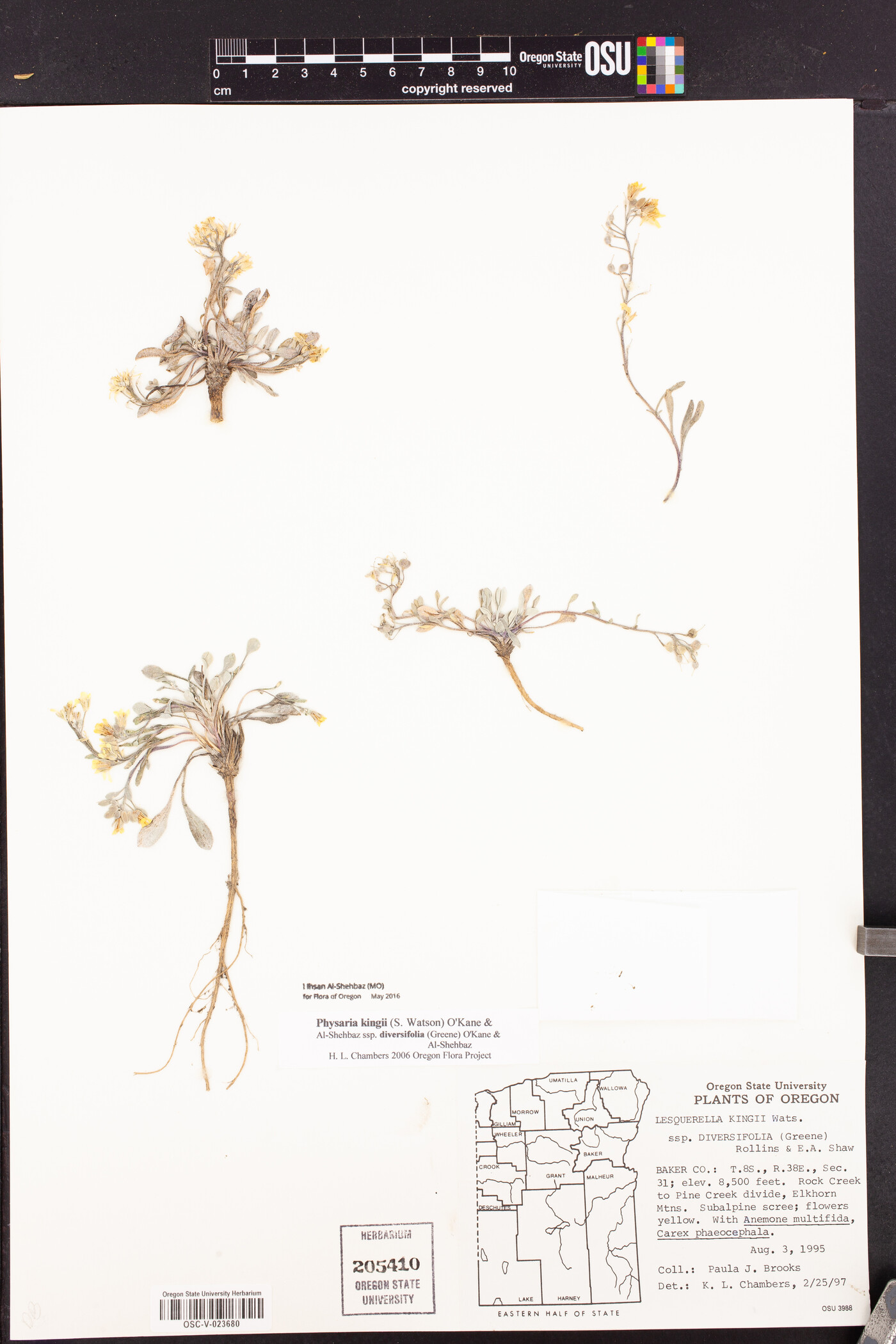 Physaria kingii subsp. diversifolia image