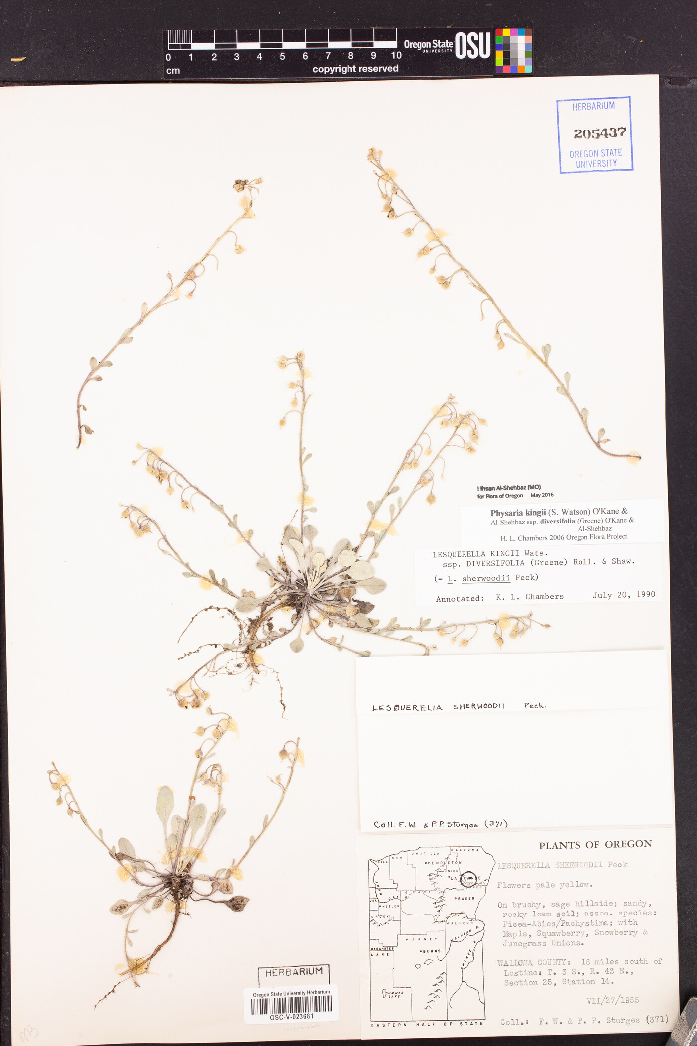 Physaria kingii subsp. diversifolia image