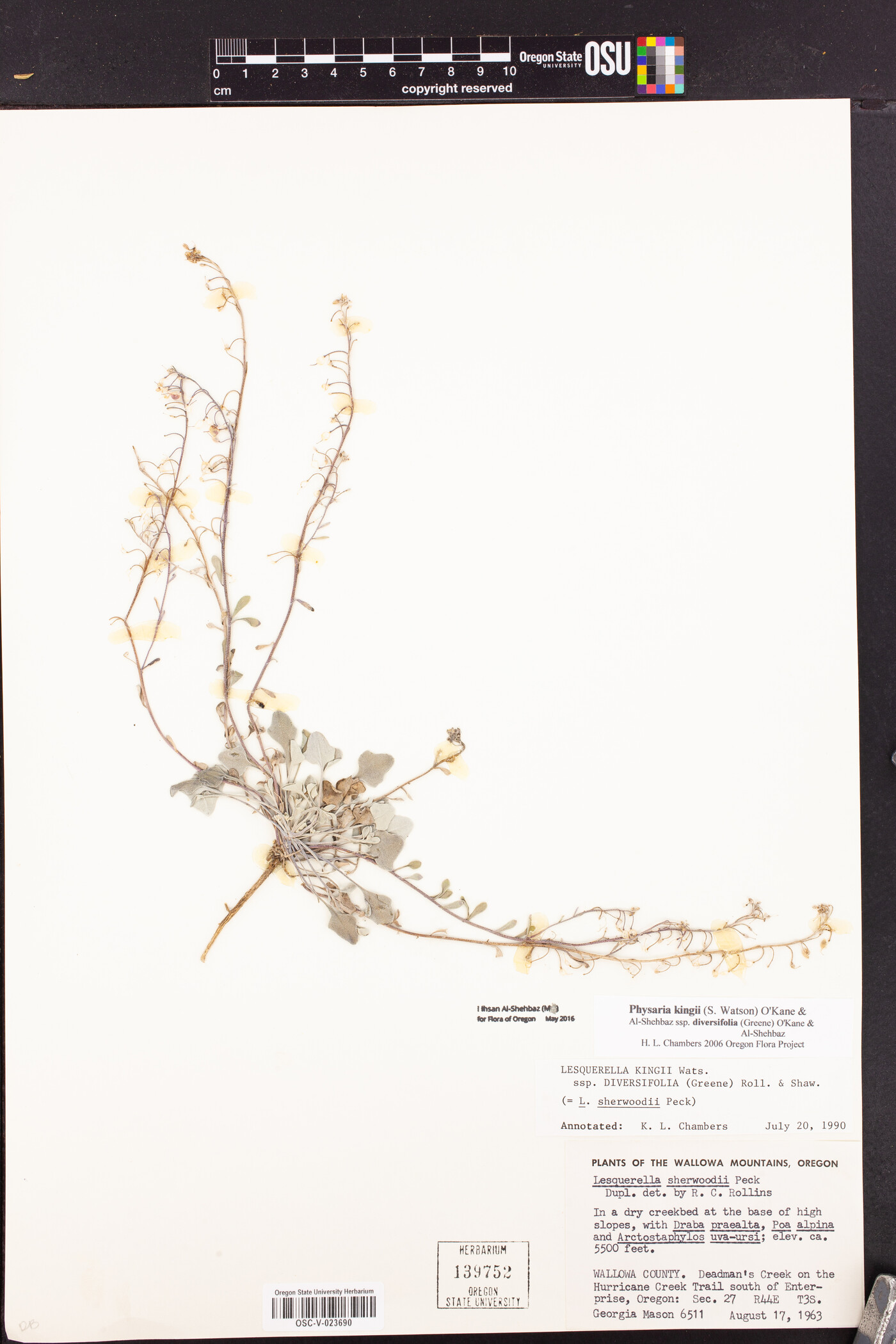 Physaria kingii subsp. diversifolia image