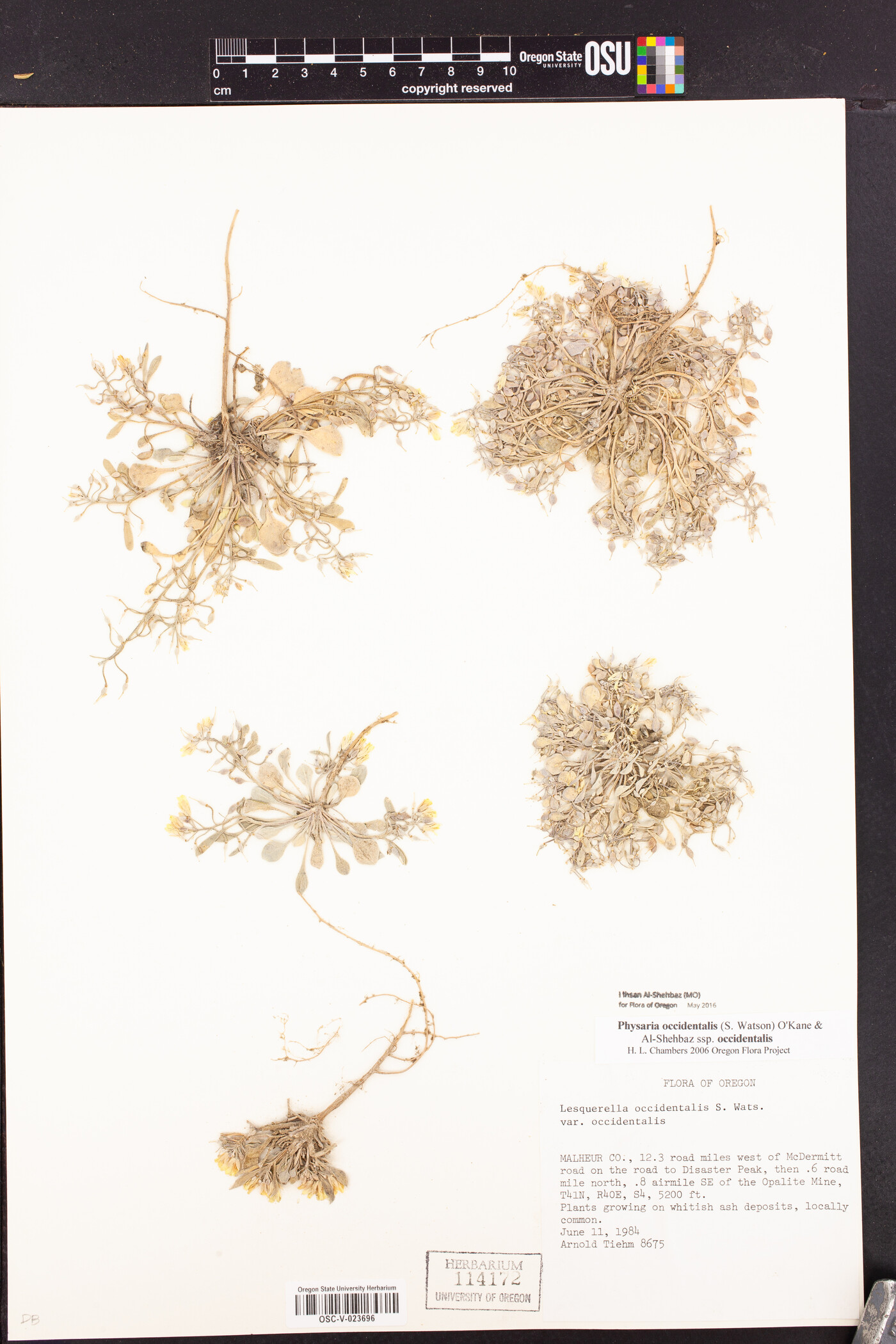 Physaria occidentalis subsp. occidentalis image