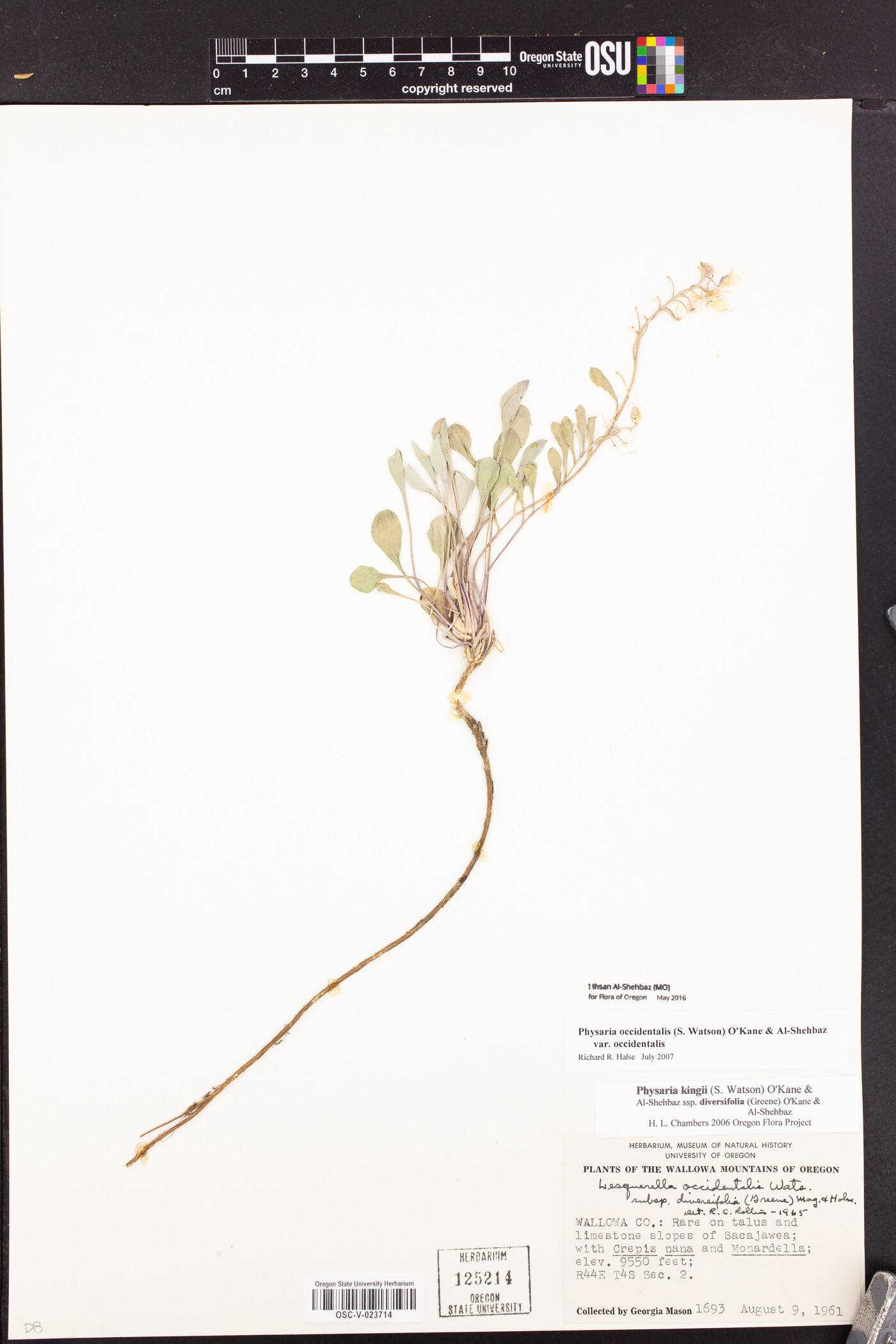 Physaria occidentalis var. occidentalis image