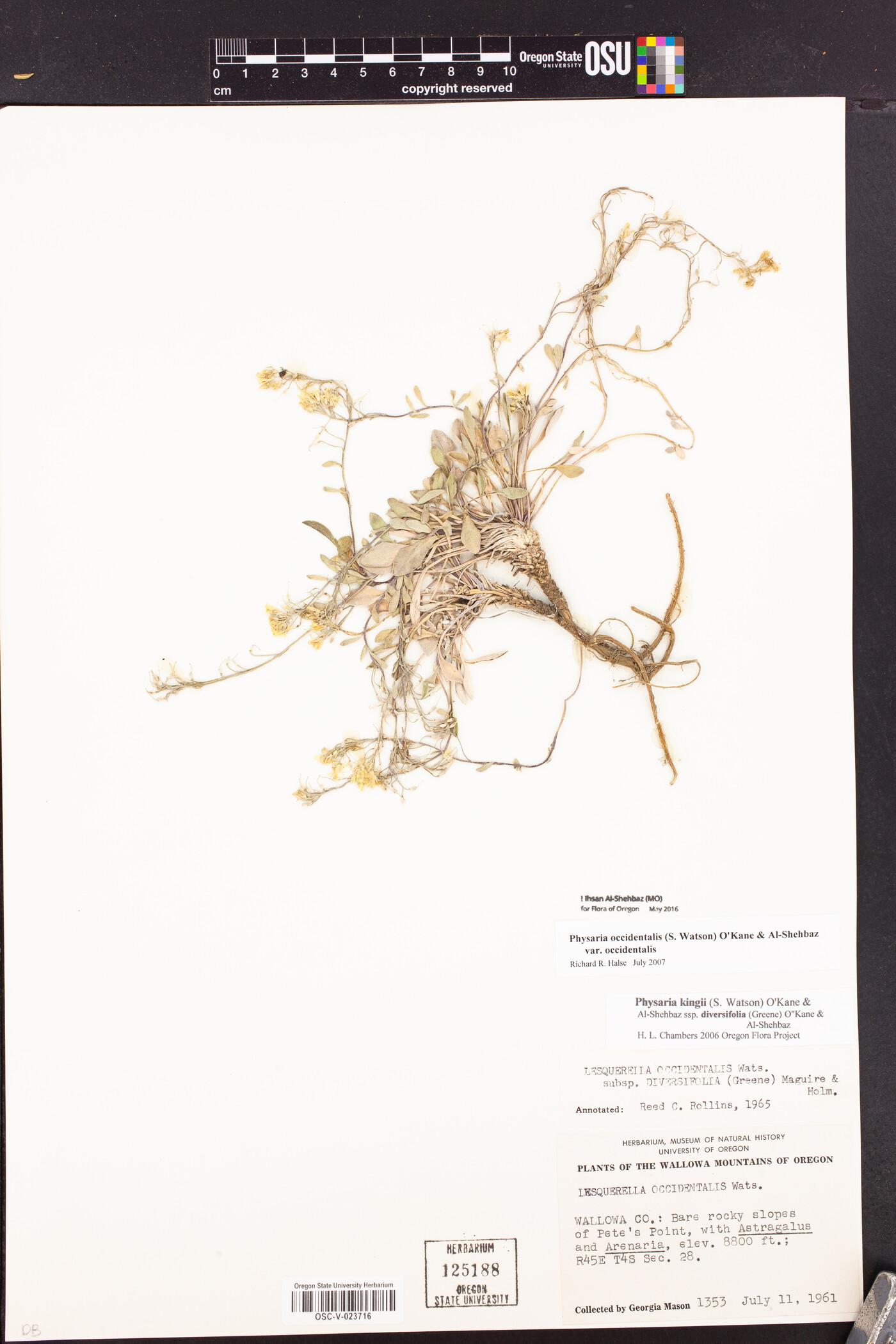 Physaria occidentalis subsp. occidentalis image