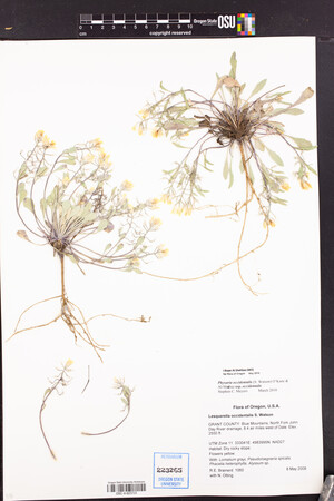 Physaria occidentalis subsp. occidentalis image