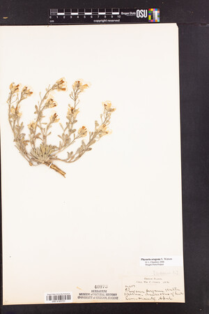 Physaria oregona image