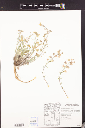 Physaria oregona image