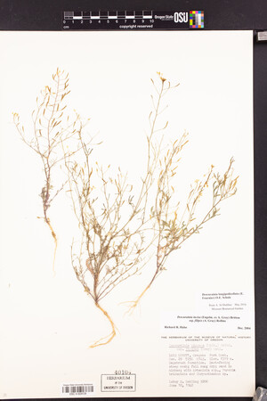 Descurainia longipedicellata image