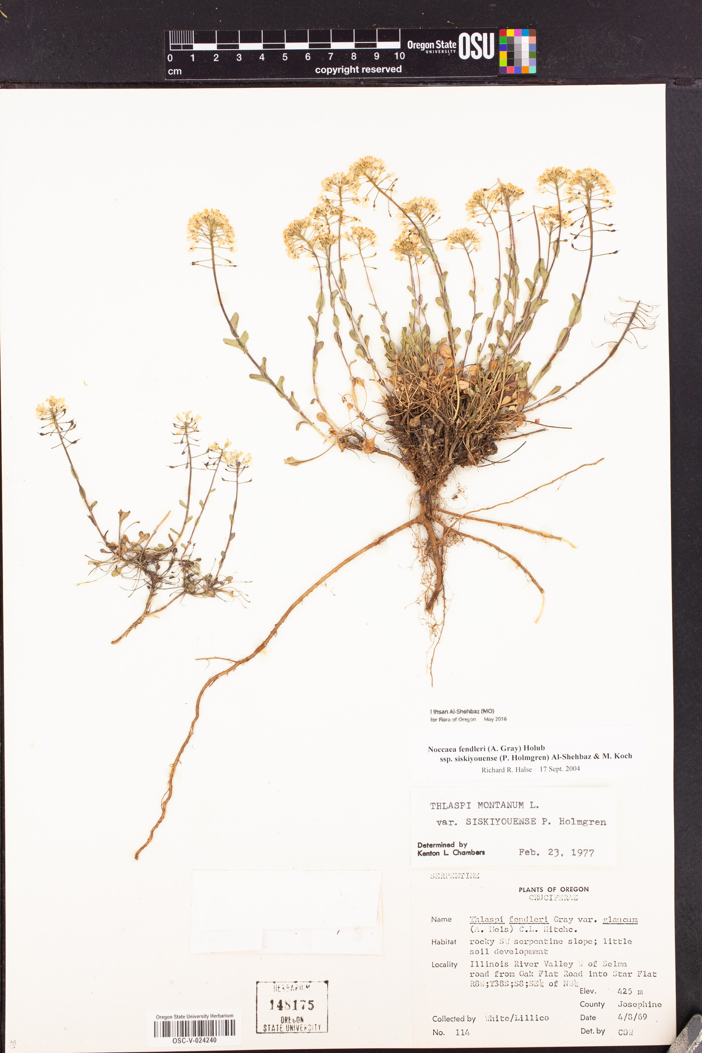 Noccaea fendleri subsp. siskiyouensis image