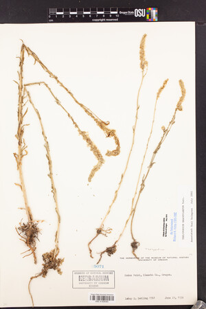 Thelypodium brachycarpum image
