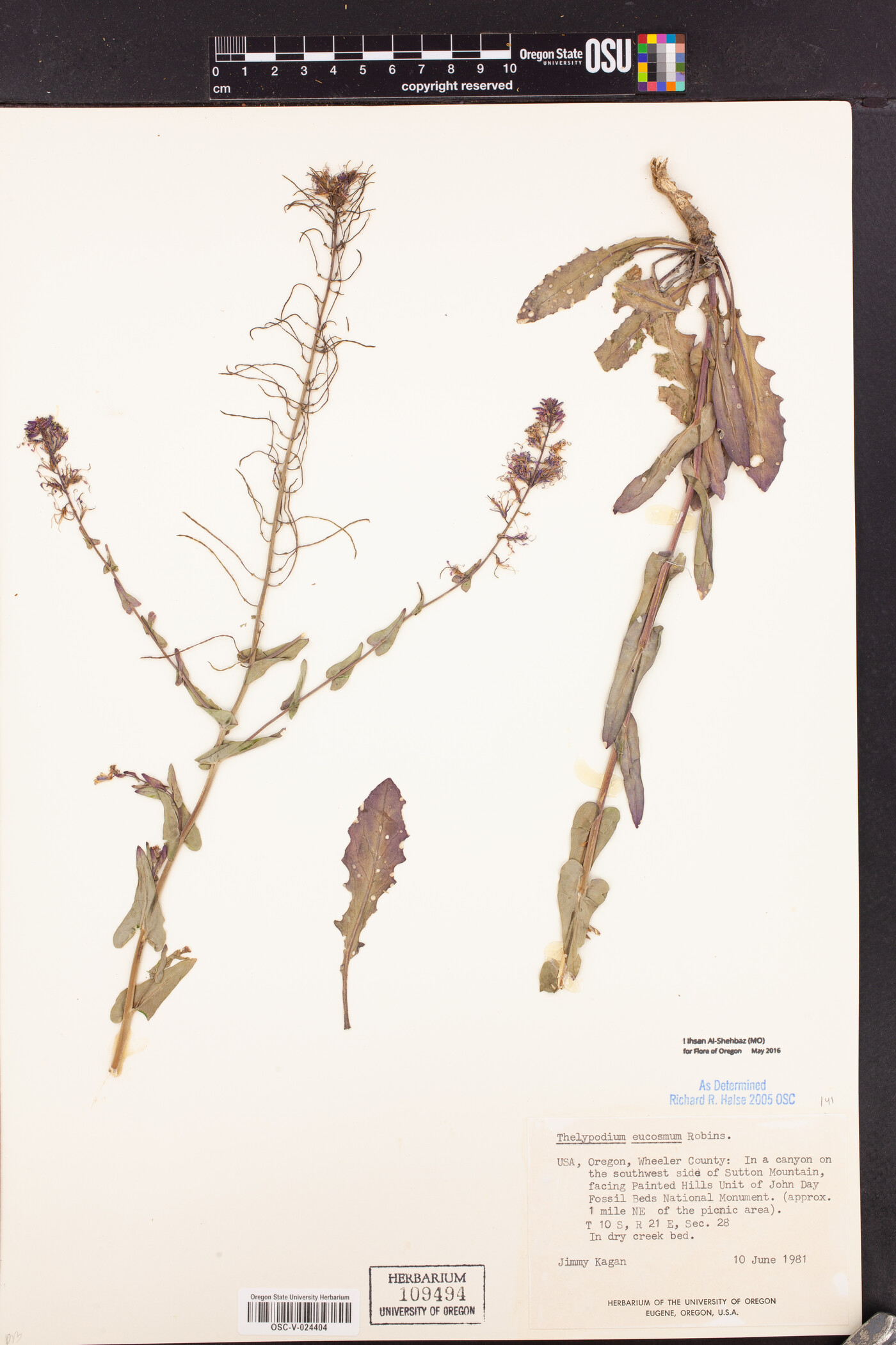 Thelypodium eucosmum image