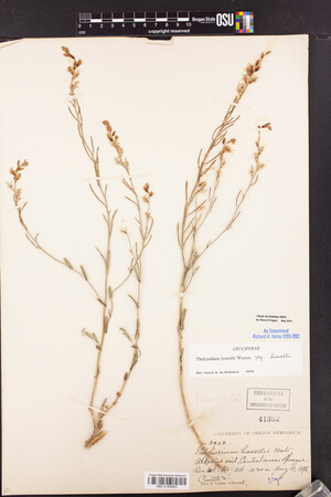 Thelypodium howellii subsp. howellii image