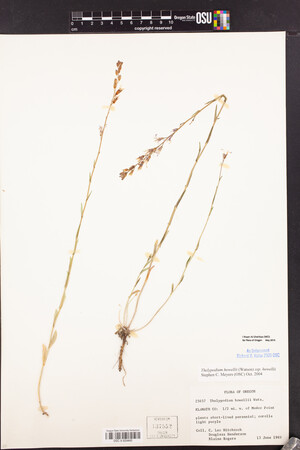 Thelypodium howellii subsp. howellii image