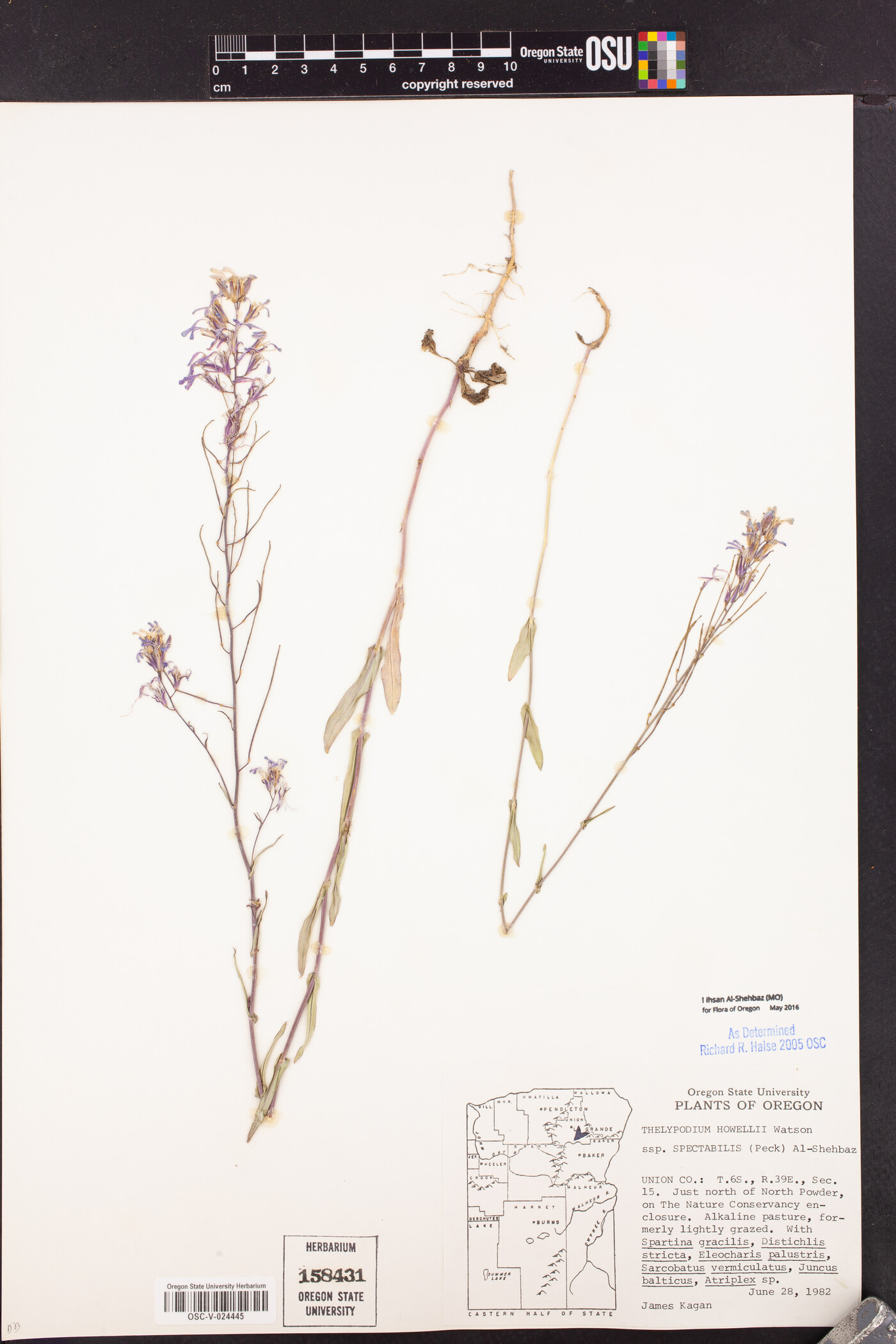 Thelypodium howellii subsp. spectabilis image