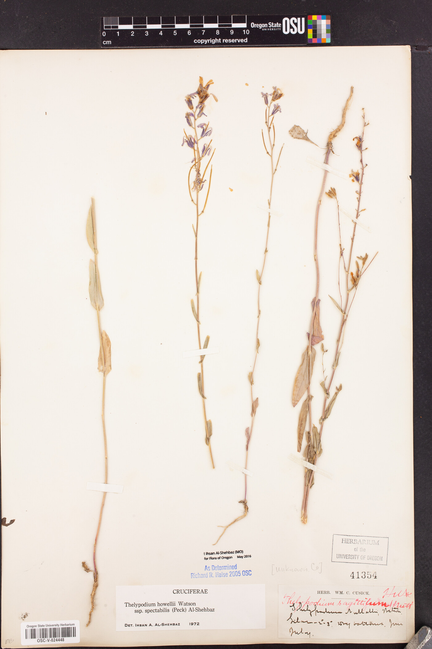 Thelypodium howellii subsp. spectabilis image