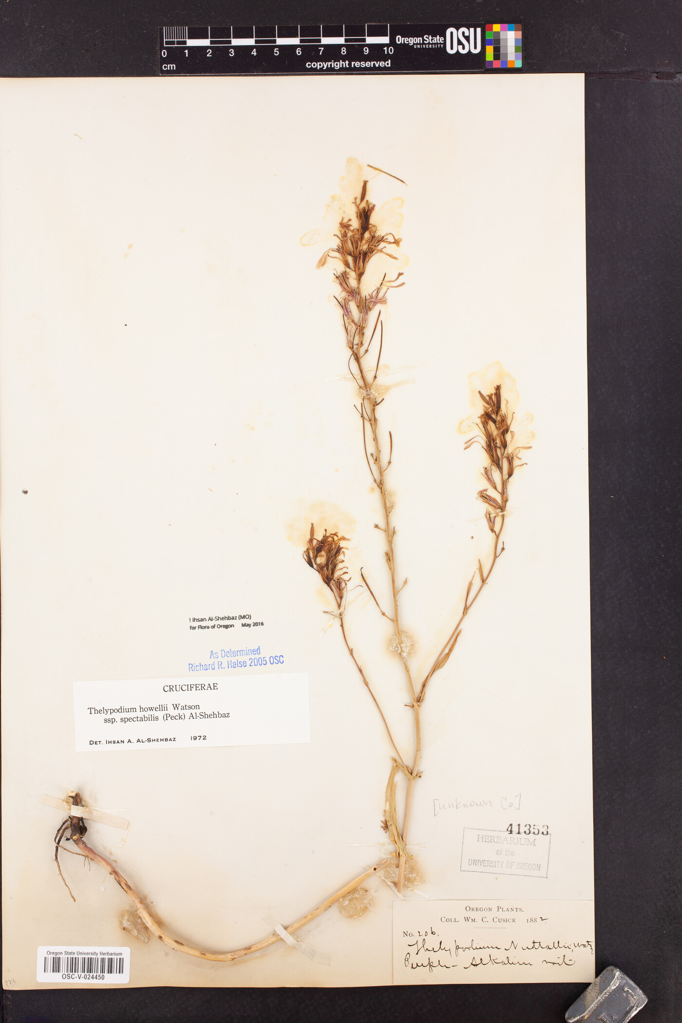 Thelypodium howellii subsp. spectabilis image