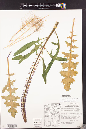 Thelypodium laciniatum image