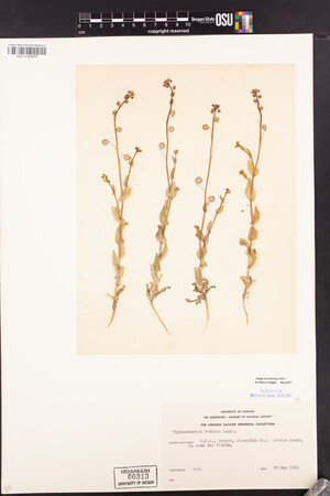 Thysanocarpus radians image