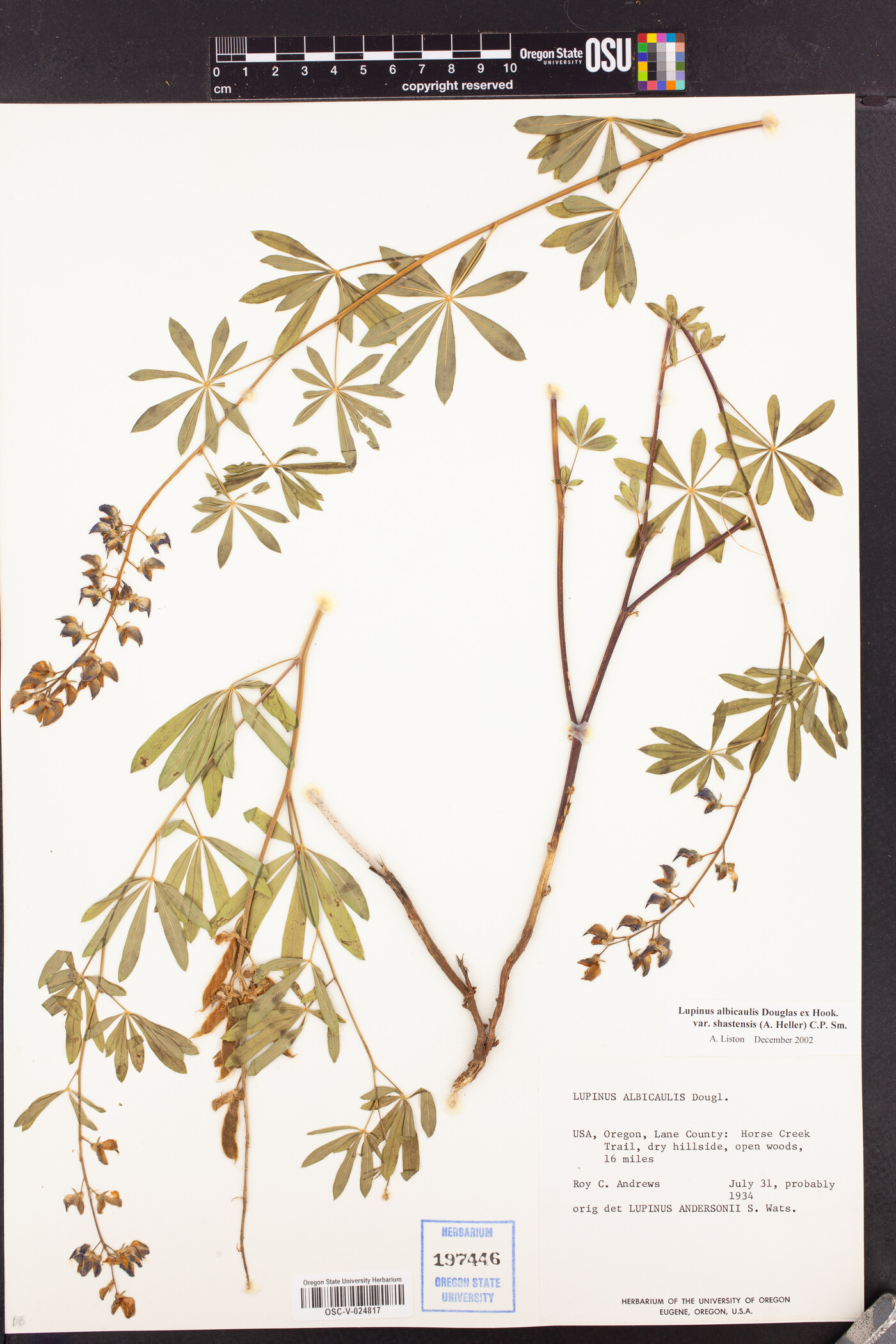 Lupinus albicaulis var. shastensis image