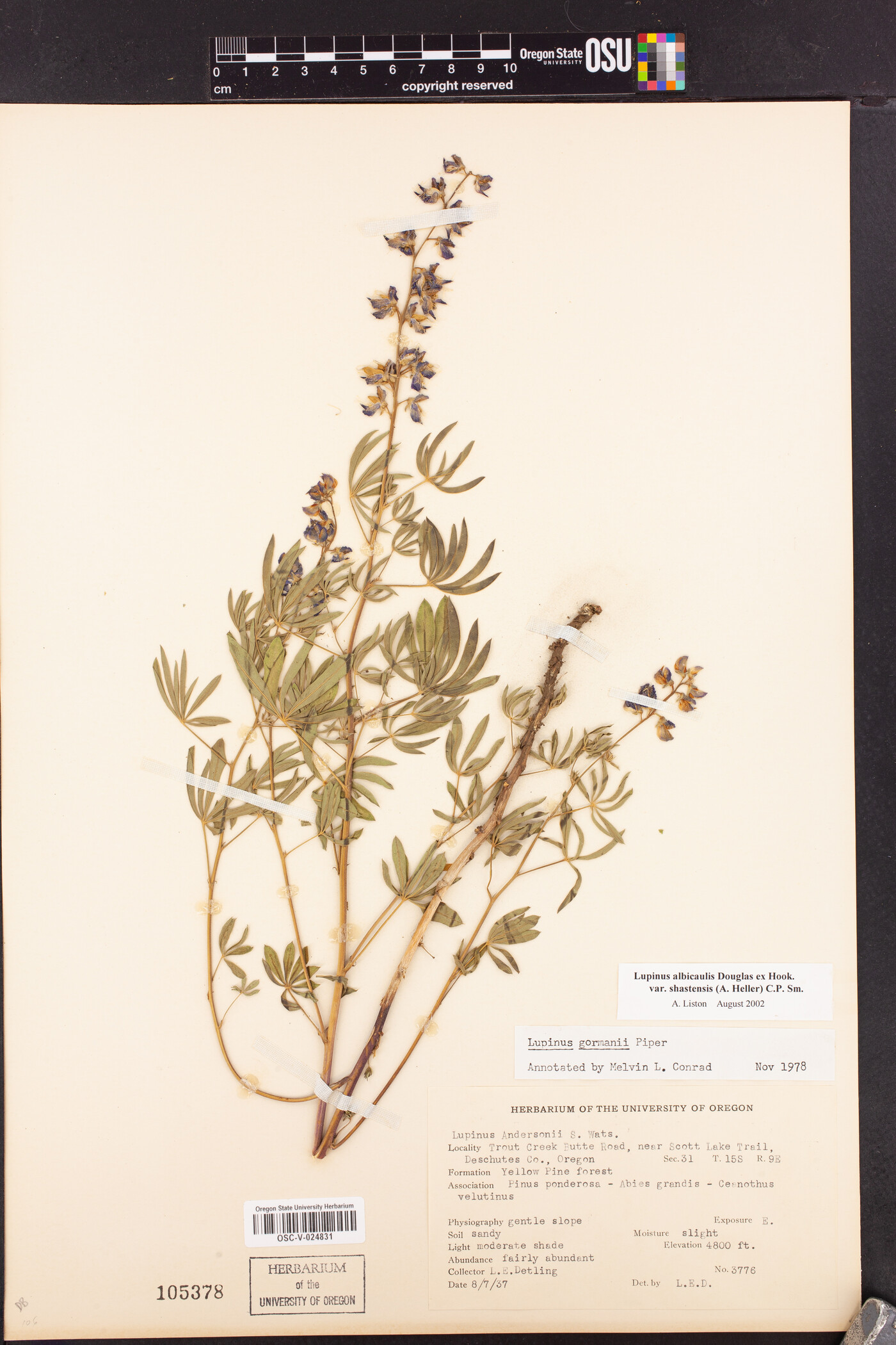 Lupinus albicaulis var. shastensis image