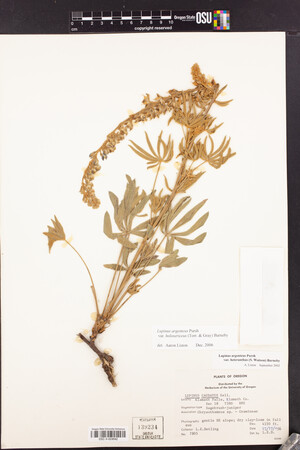 Lupinus argenteus var. holosericeus image
