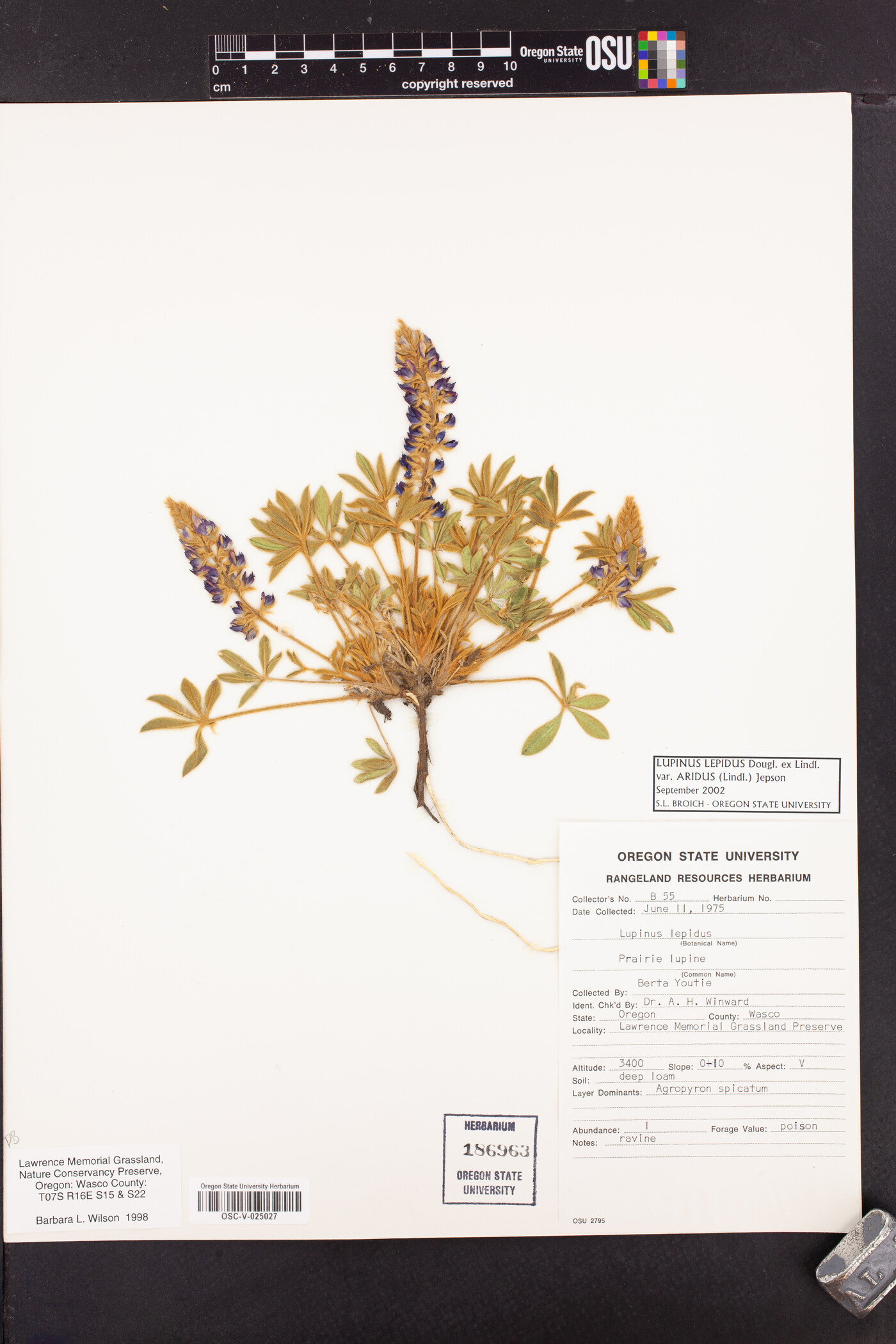 Lupinus aridus subsp. aridus image