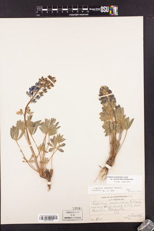 Lupinus polyphyllus var. saxosus image