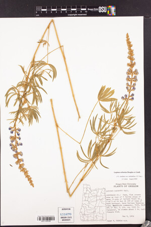 Lupinus arbustus image