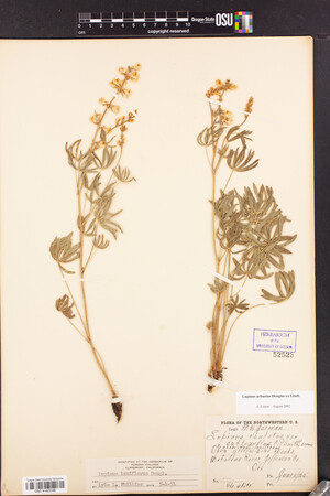 Lupinus arbustus image