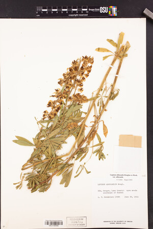Lupinus albicaulis var. albicaulis image
