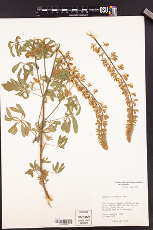 Lupinus albicaulis var. albicaulis image