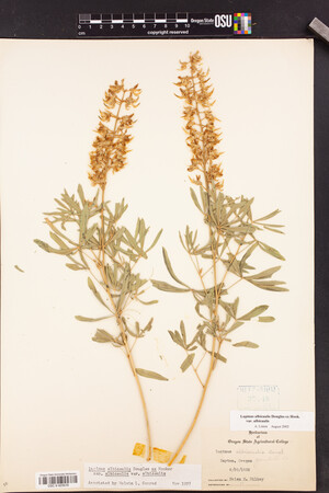Lupinus albicaulis image