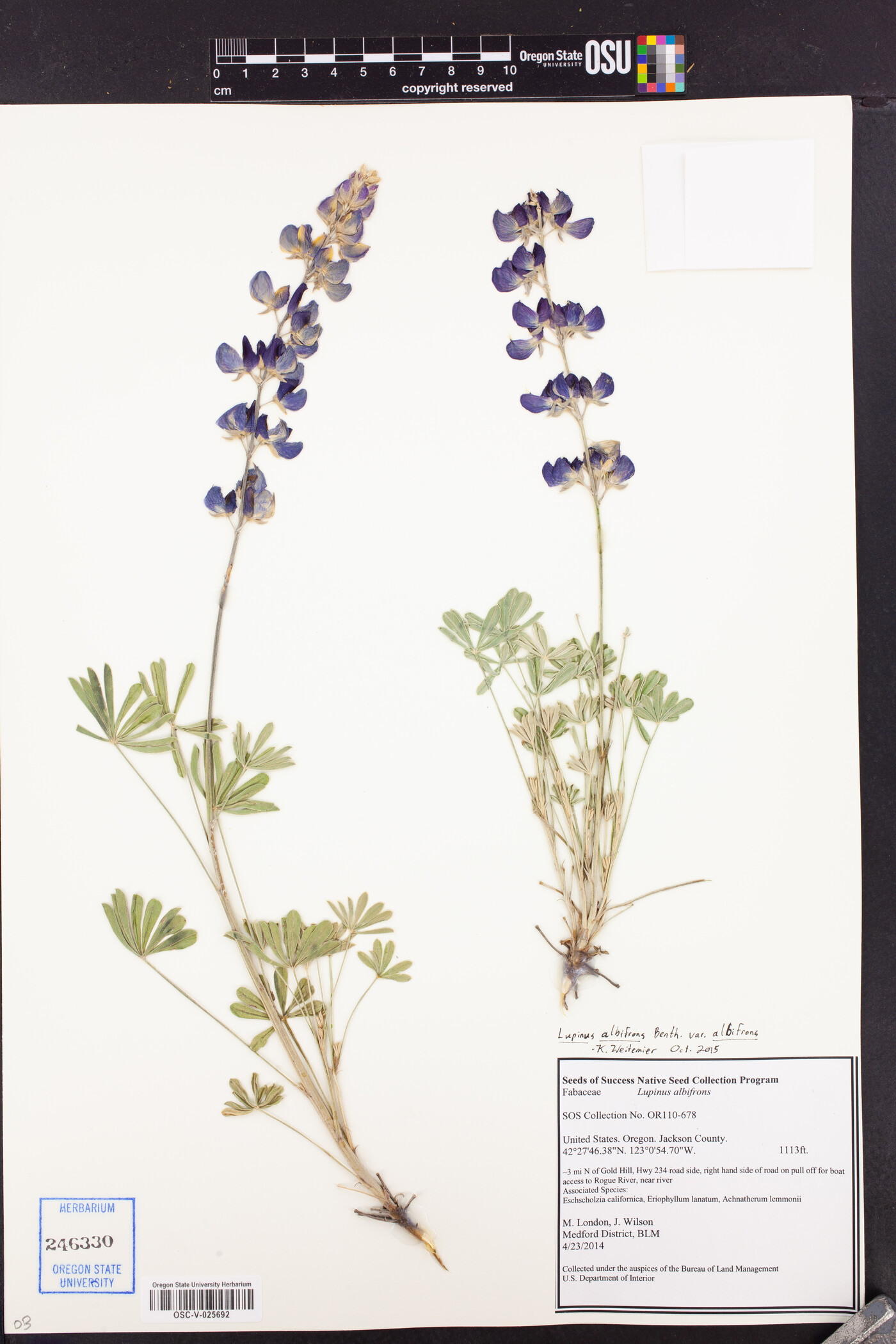 Lupinus albifrons image