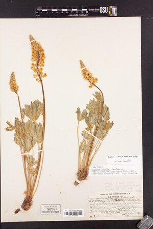 Lupinus polyphyllus var. prunophilus image