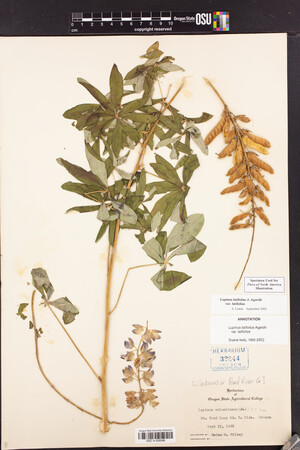 Lupinus latifolius var. latifolius image