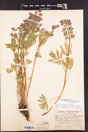 Lupinus arcticus subsp. subalpinus image